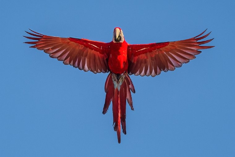 034 Noord Pantanal, groenvleugelara.jpg